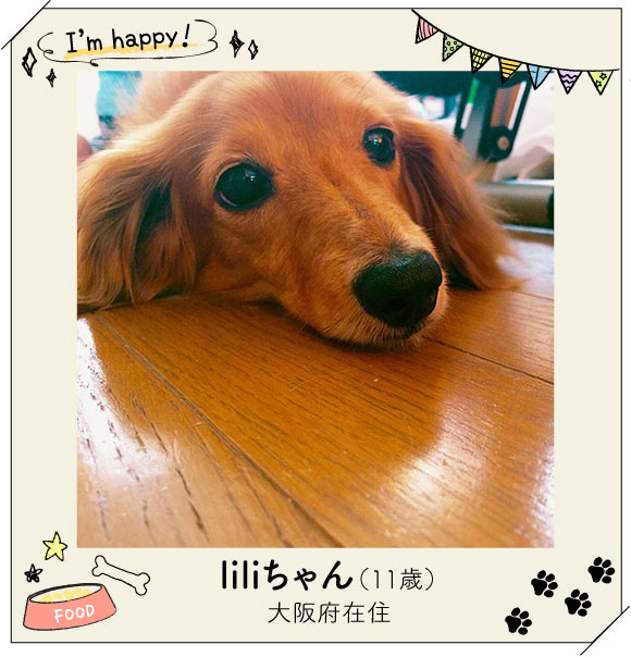 毛並みが艷やかで美犬なliliちゃん。瞳もとってもキレイ♪