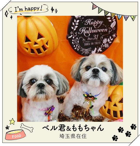 ハロウィンのかぼちゃと記念撮影！リボンもハロウィン仕様でおやつをおねだり？